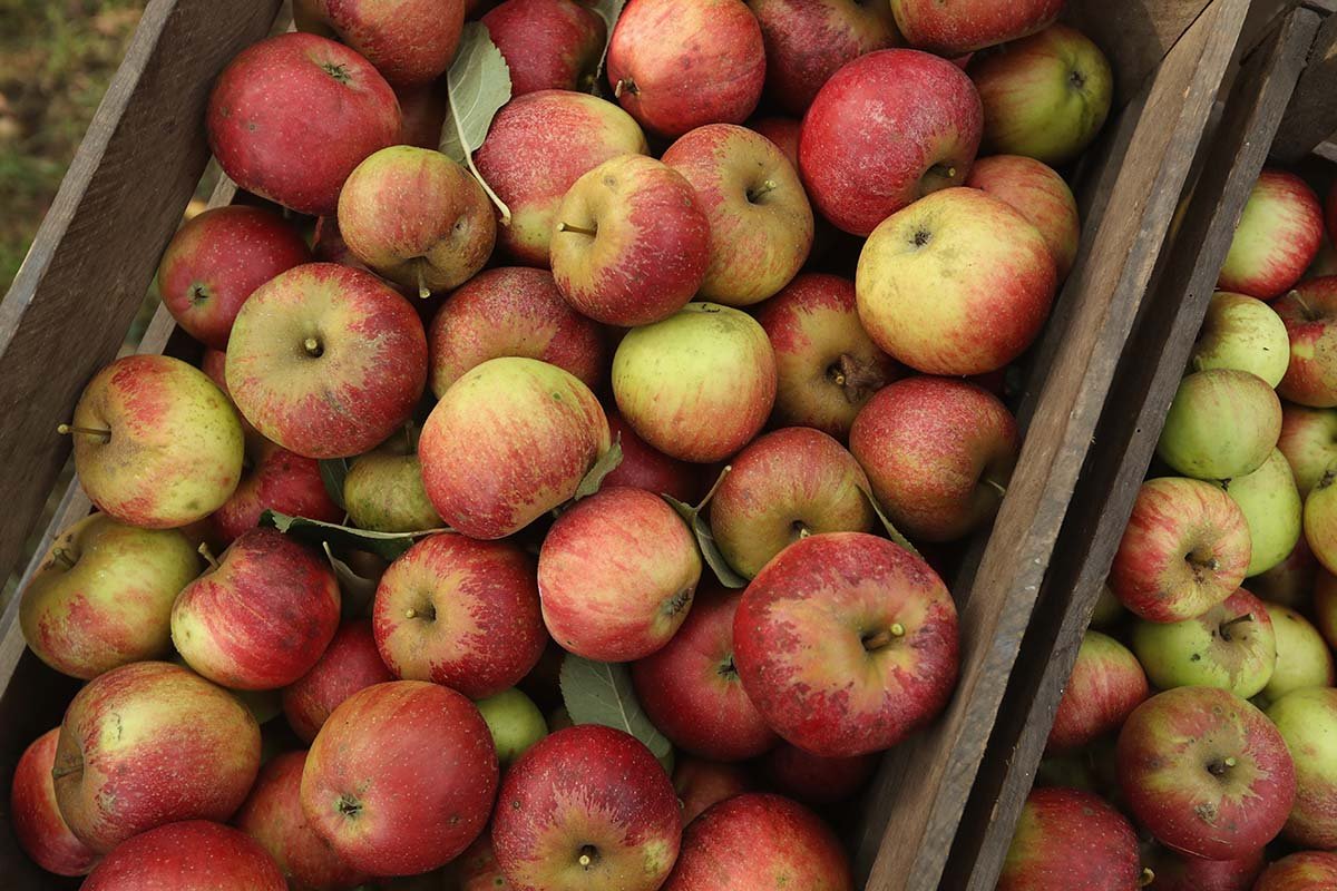 Что означают совершенно разные цвета яблочной кожуры?