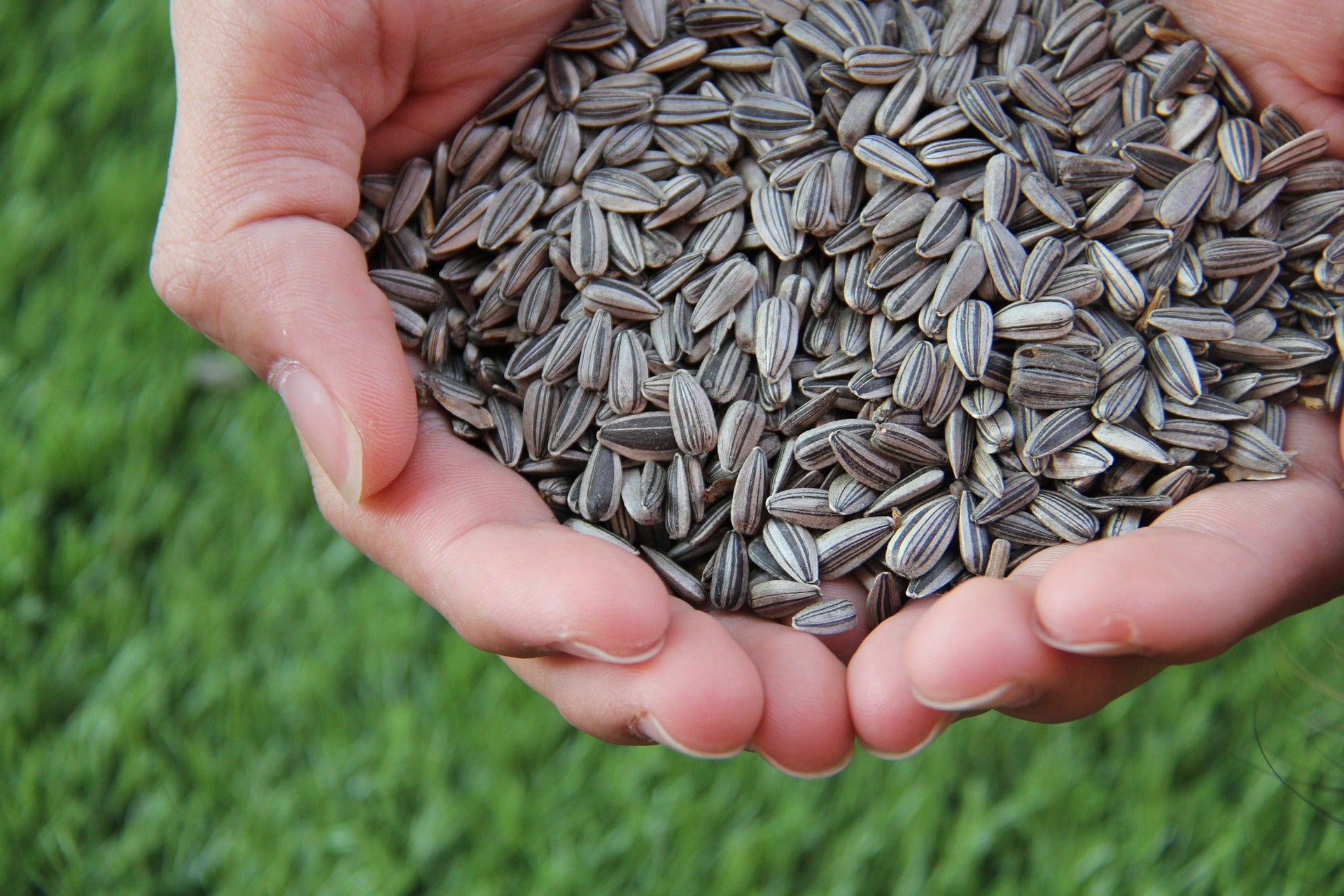 Пищевая ценность семян подсолнечника: Насколько они действительно полезны?