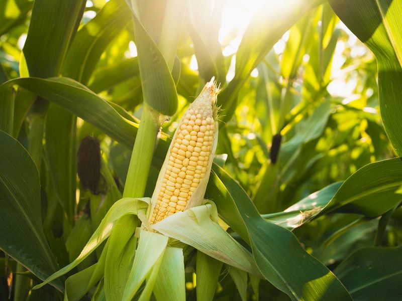 Как собирать урожай кукурузы?