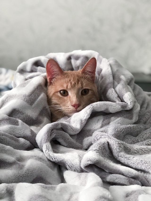 Кошка, завернутая в одеяло