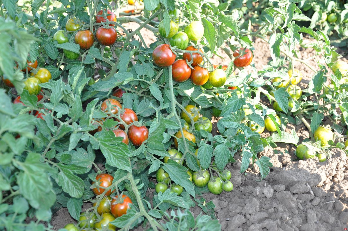Успешная посадка рассады томатов: советы и рекомендации для успешного выращивания