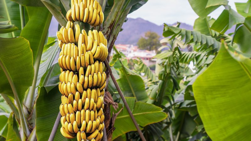Банан: больше, чем просто фрукт